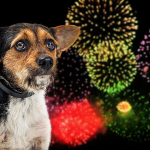 Keine Angst vor Feuerwerk und Gewitter